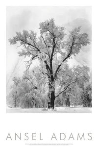Oak Tree, Snowstorm, Framed Poster Shop Ansel Adams 