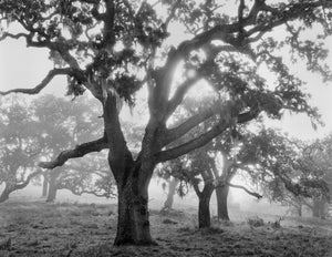 Oaks in Fog, Sunrise, Carmel Valley, CA 1995 Shop John Sexton 