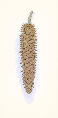 Sugar Pine Cone Shop Sally Owens 