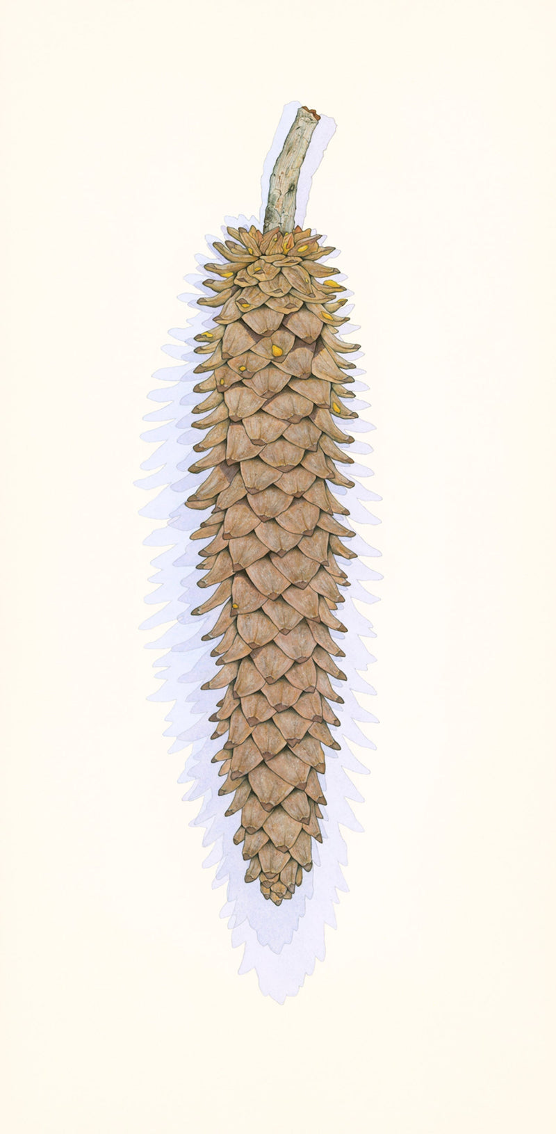 Sugar Pine Cone Shop Sally Owens 