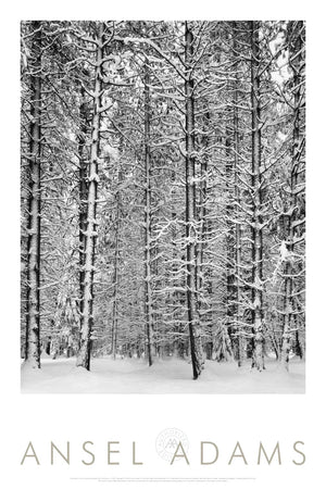 Pine Forest, Snow, Framed Poster Shop Ansel Adams 