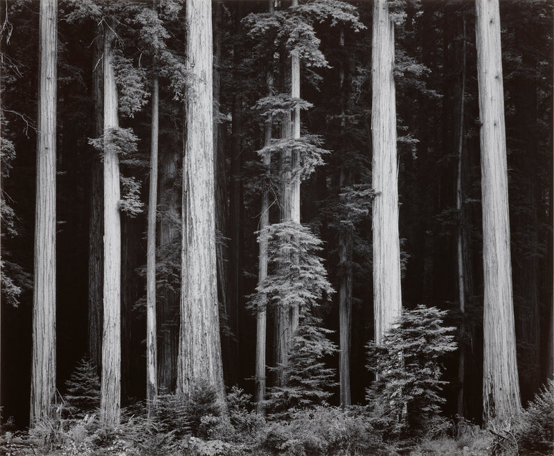 Redwoods, Bull Creek Flat - Large Print Rolled (Copy) Shop_Repro_MR Ansel Adams 