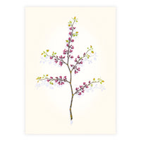 Mirror Image: Western Redbud, Early Spring Shop Sally Owens 