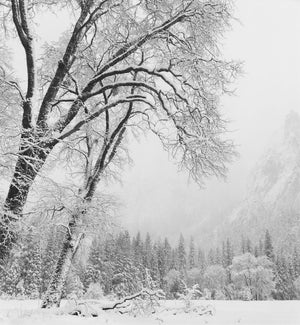 Trees, Winter, Yosemite Valley, CA 2011 Shop Anne Larsen 