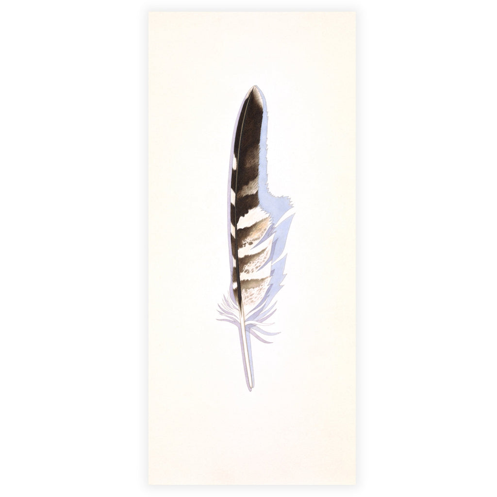 Red-shouldered Hawk Flight Feather Shop Sally Owens 