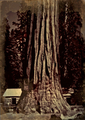 Wet-Plate Collodion: Yosemite Workshops Mike Robinson 