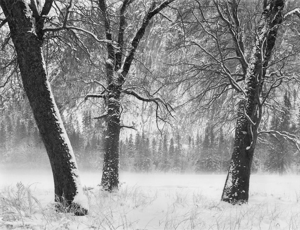 Winter Trees, Fog, Yosemite Valley, CA 1990 Shop John Sexton 
