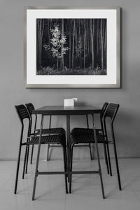 Aspens, Northern New Mexico (H) - Large Print Rolled Shop_Repro_MR Ansel Adams 