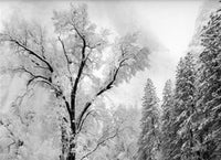 a black and white photo of a tree in the snow 
