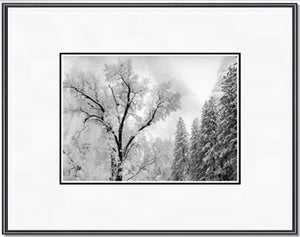 a black and white photo of a picture of a tree 