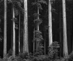 a black and white photo of a forest 