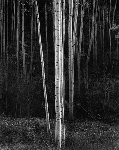 a black and white photo of a forest 