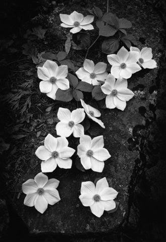 a black and white photo of flowers in a vase 