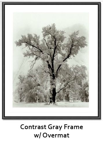 a black and white photo of a tree 