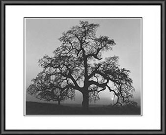a black and white photo of a tree 