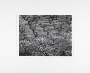 Orchard, Early Spring near Stanford University, California Original Photograph Ansel Adams 