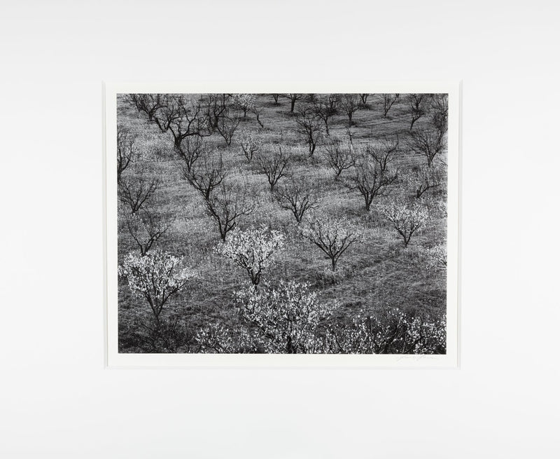 Orchard, Early Spring near Stanford University, California Original Photograph Ansel Adams 