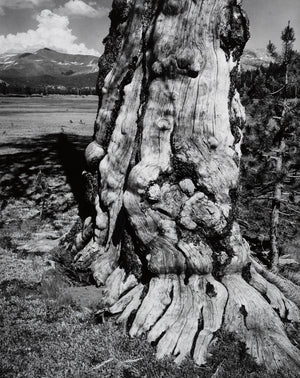 Tuolumne Meadows Original Photograph Ansel Adams 