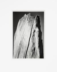 White Stump Original Photograph Ansel Adams 