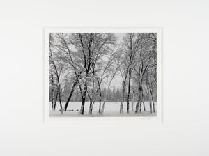 Young Oaks, Winter - Signed Special Edition Photograph Shop Ansel Adams 