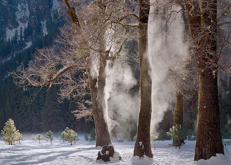 Mist Steaming from Morning Oaks.