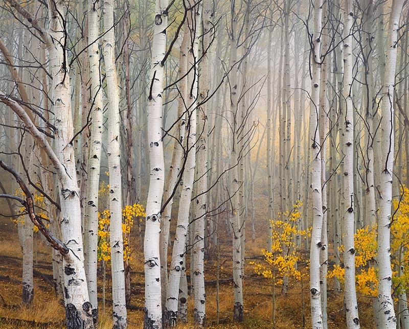 Aspen in Fog, Boulder Mountain, Utah.