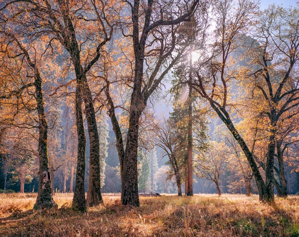 Meadow and Sun, Autumn, Yosemite.