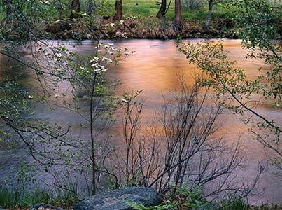 Dogwood, Spring, Merced River.