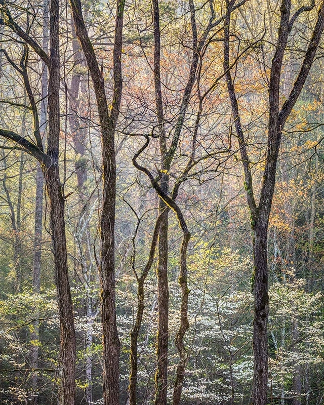 a couple of trees that are in the woods 