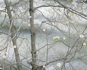 Dogwood Tree Blooming Along the Merced River Shop William Neill 16"x20" 