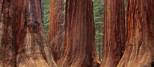 Giant Sequoia Trees, Mariposa Grove Shop William Neill 10"x24" 
