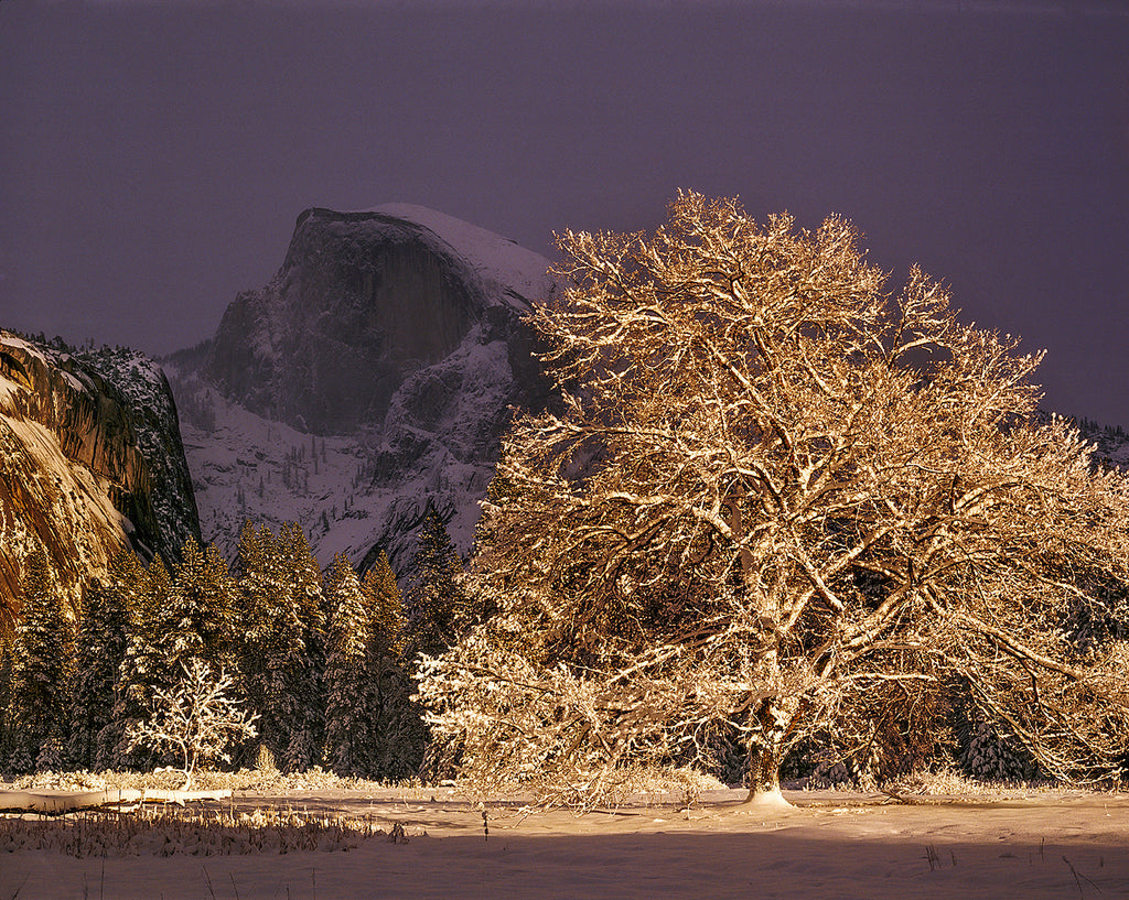 Half Dome and Elm Tree, Winter, Yosemite National Park Shop William Neill 16"x20" 