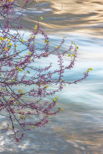 Redbud, Merced River Canyon Shop William Neill 16"x20" 