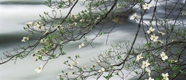 Dogwood in Bloom and the Merced River Shop William Neill 10"x24" 
