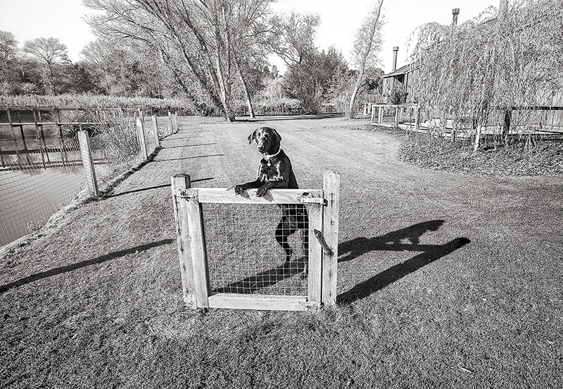 Gate and Guard Dog Shop Ted Orland 