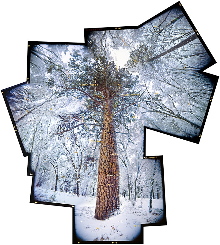 Tree in Snowstorm, Yosemite Valley Shop Ted Orland Tree in Snowstorm, Yosemite Valley - 20"x16" 