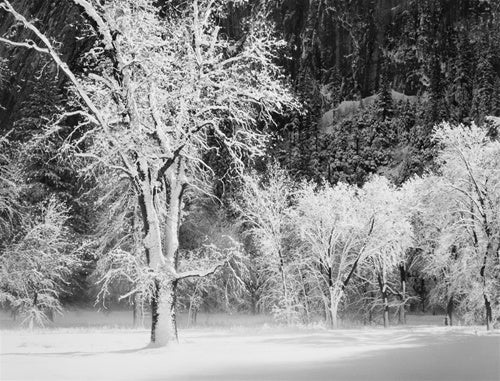 Fresh Snow on Trees, Sun, Yosemite Valley, CA.