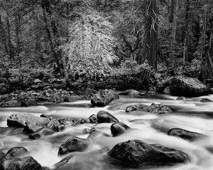 Merced River and Forest, Yosemite Valley Shop John Sexton 