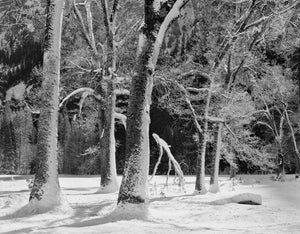 Trees in Snow, Winter Sun, Yosemite Valley, CA 1989 Shop John Sexton 