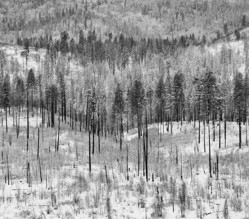 Trees on Hillside, Winter, Yosemite Valley 2012 Shop Anne Larsen 