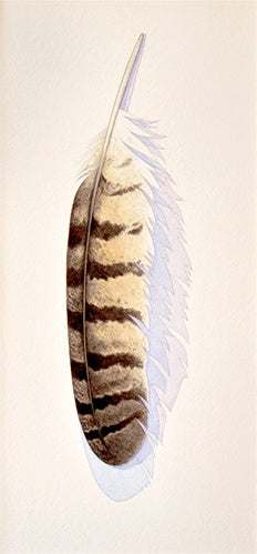 Great Horned Owl Feather Shop Sally Owens 