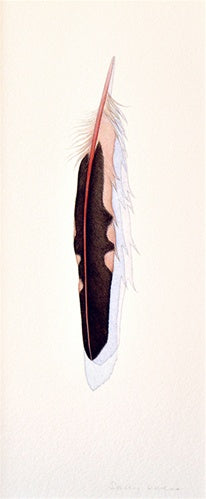 Red-Shafted Flicker Feather Shop Sally Owens 