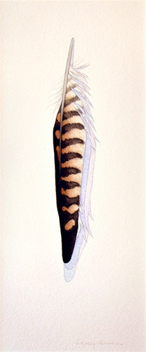 American Kestrel Feather Shop Sally Owens 