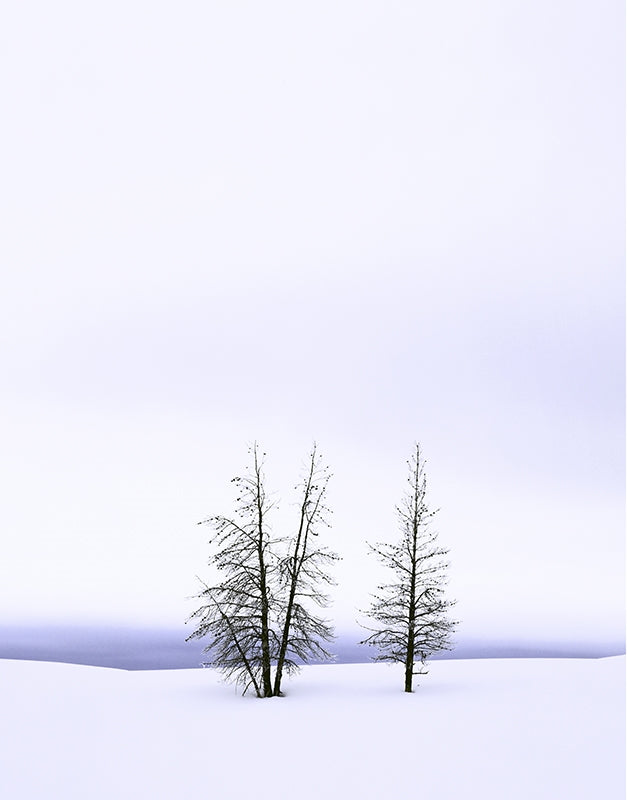 Frosty Pines, Yellowstone.