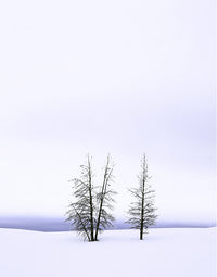 Frosty Pines, Yellowstone Shop Keith Walklet 