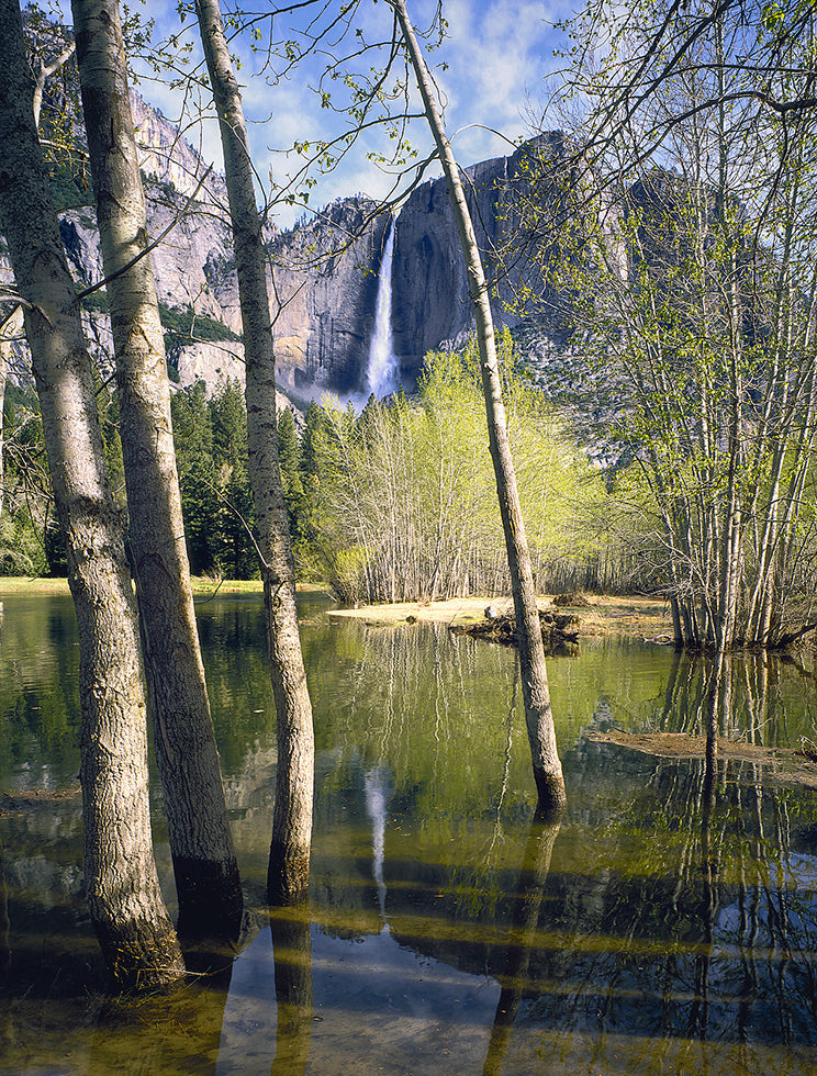 Yosemite Fall and Cottonwood Trees Shop Keith Walklet 