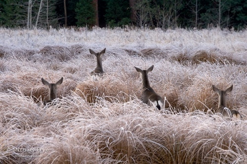 Curious Deer, Yosemite National Park Shop Michael Frye 16"x20" 