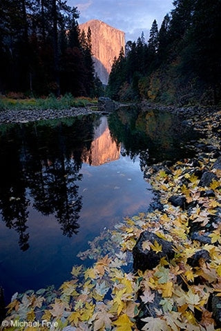 El Capitan and Merced River, Autumn, Yosemite National Park, CA Shop Michael Frye 16"x20" 