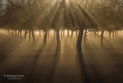 Orchard With Sunbeams and Fog, Sacramento Valley, California Shop Michael Frye 