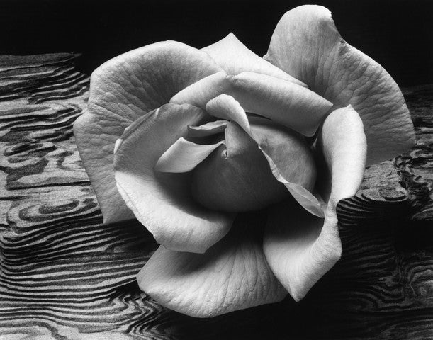 Rose and Driftwood Ansel Adams Gallery 